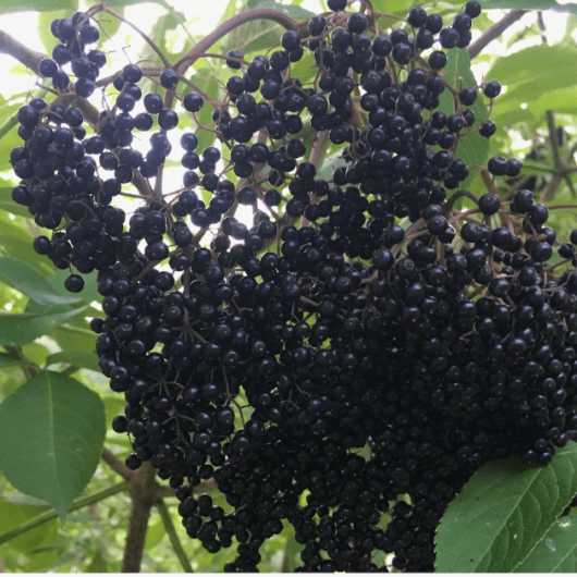 York Elderberry