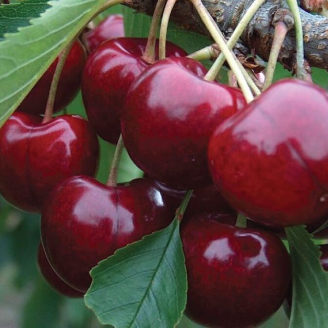lapins-sweet-cherry-prunus-avium-ftimg