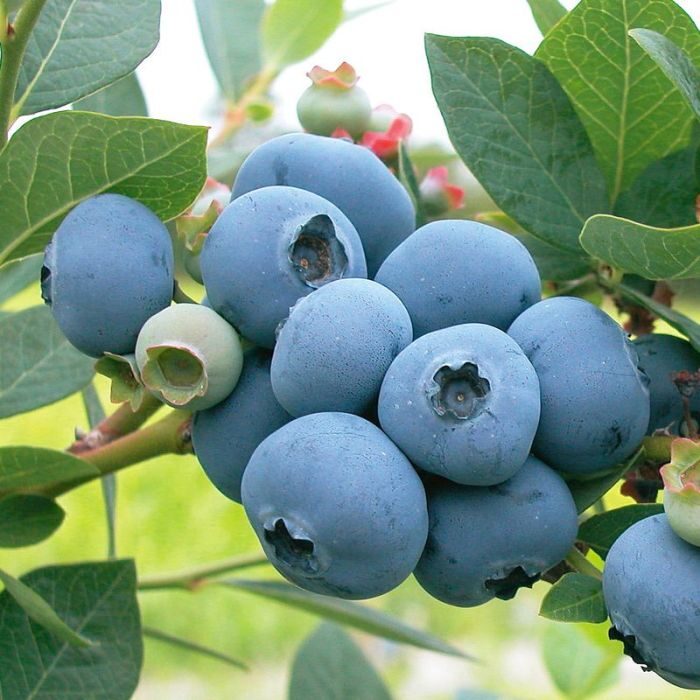 Northcountry Blueberry