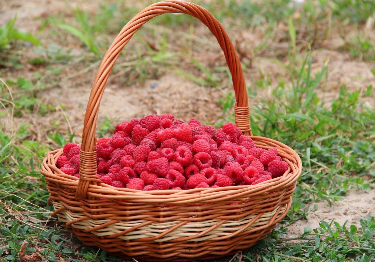 A basket of raspberries sitting on the ground.