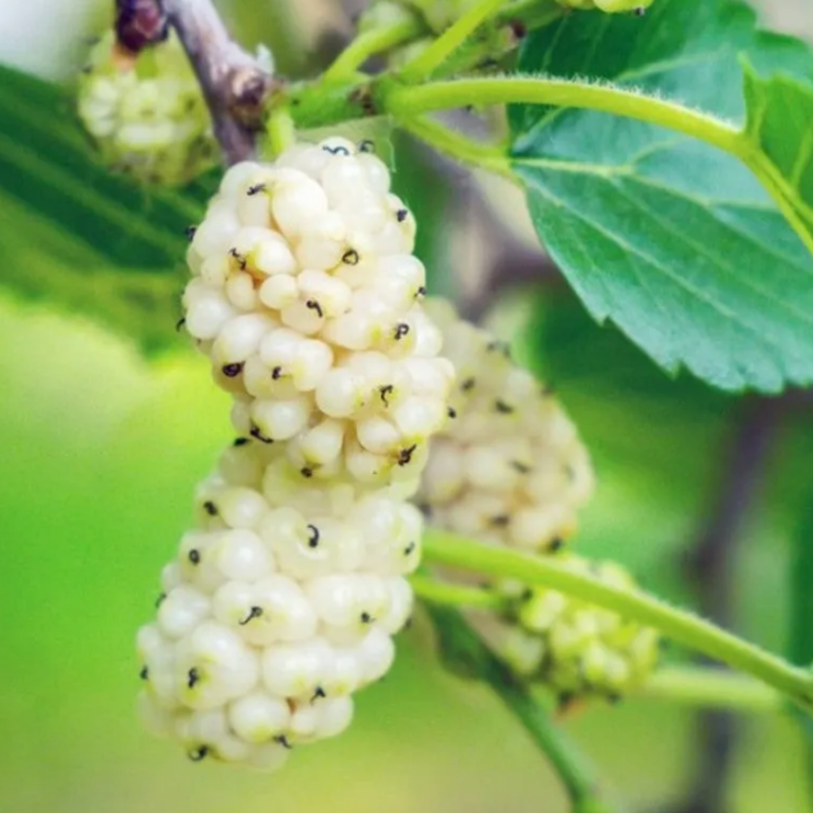white mulberry